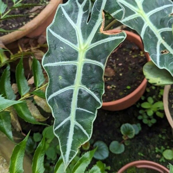 Alocasia longiloba 叶