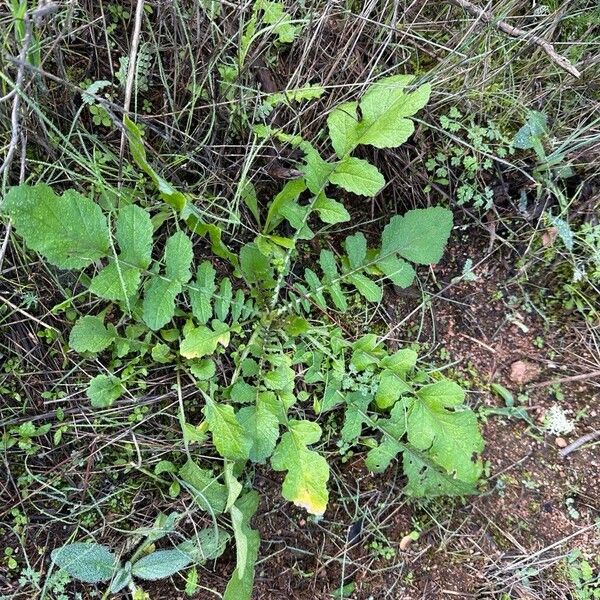 Coincya tournefortii Habit