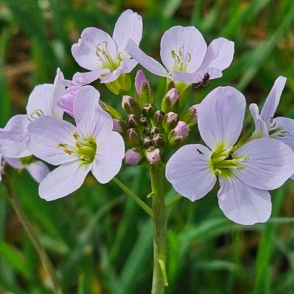 Cardamine pratensis Kvet