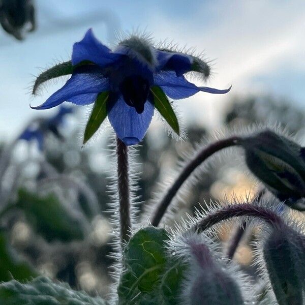 Borago officinalis Fleur