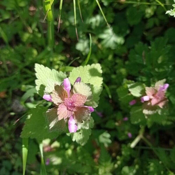 Lamium hybridum Λουλούδι