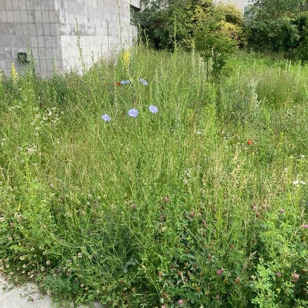 Cichorium endivia आदत