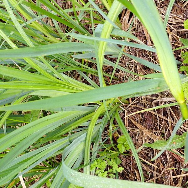 Iris pseudacorus ഇല