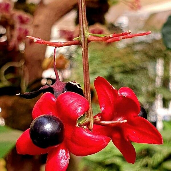 Clerodendrum trichotomum Plod