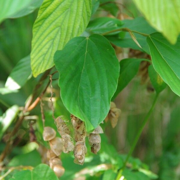 Flemingia strobilifera ഇല