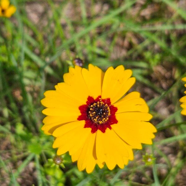 Coreopsis basalis Çiçek