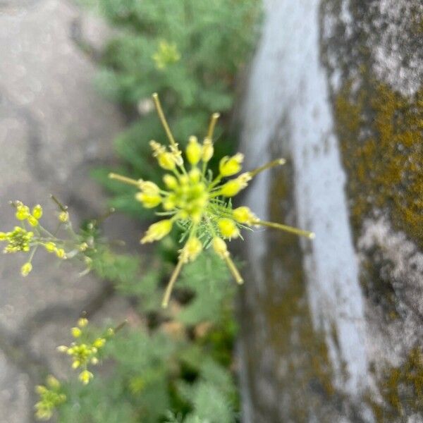 Descurainia pinnata Kwiat