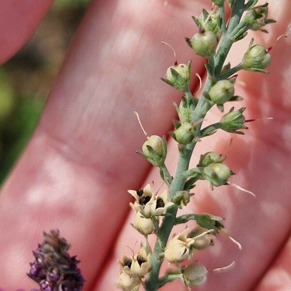 Linaria purpurea Froito