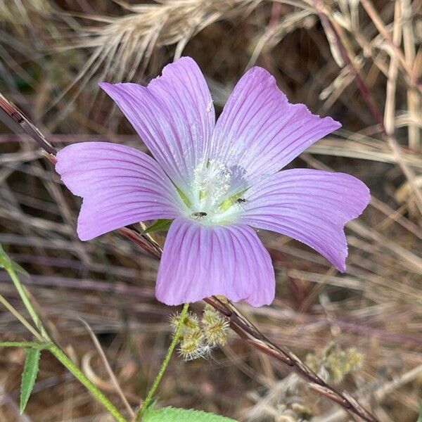 Malva punctata ᱵᱟᱦᱟ