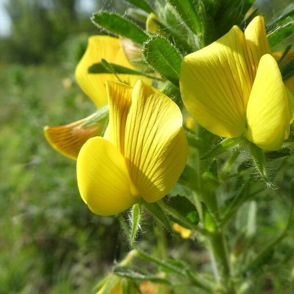 Ononis natrix Flower