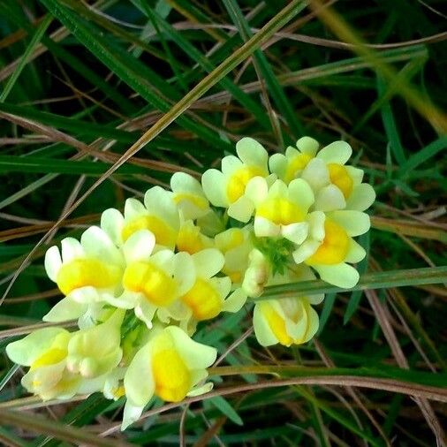 Linaria vulgaris Blüte