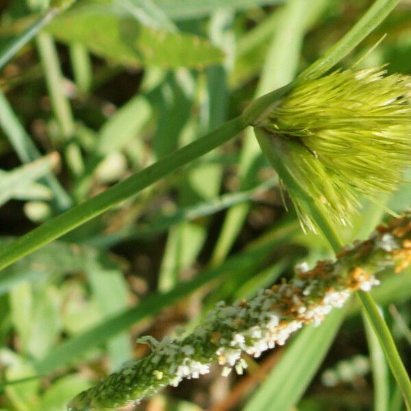 Carex bohemica Blomst