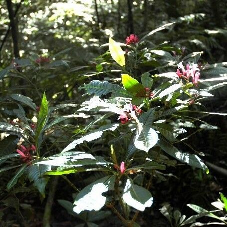 Psychotria gabrieliae ᱛᱟᱦᱮᱸ