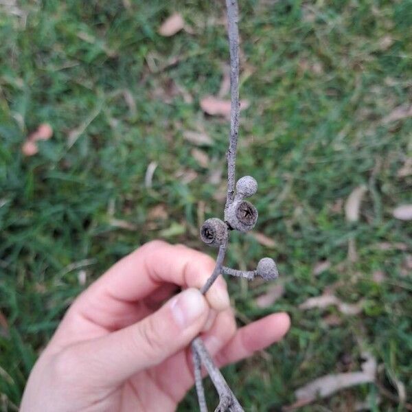 Eucalyptus eugenioides Fruchs