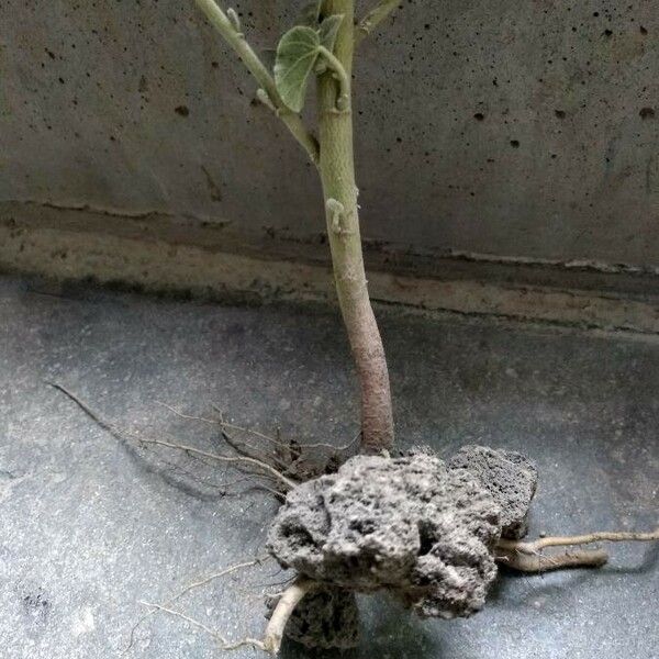 Abutilon pannosum خشب