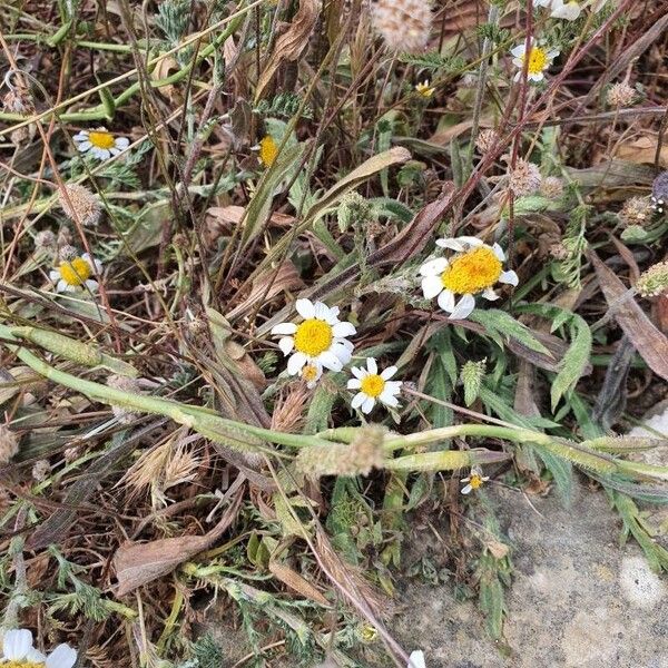 Anthemis tomentosa Blüte