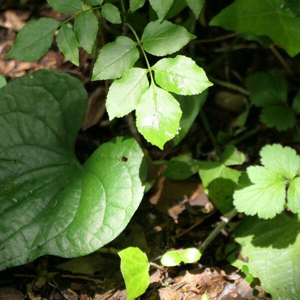 Dioscorea communis পাতা