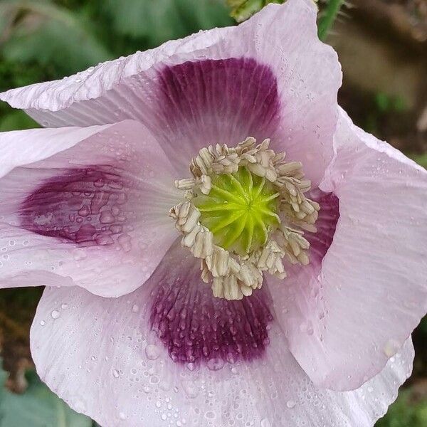 Papaver somniferum Kvet