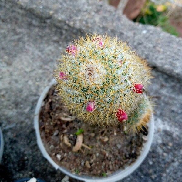 Mammillaria rhodantha Φρούτο