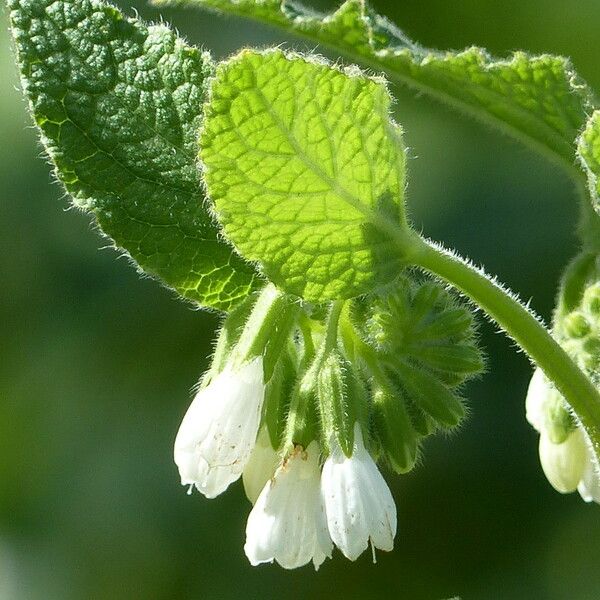 Symphytum orientale Fleur