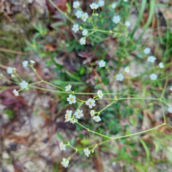 Euphorbia corollata ফুল