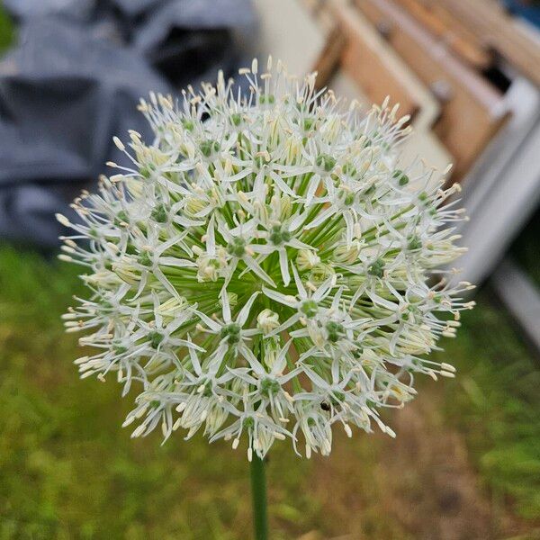 Allium cepa Flower