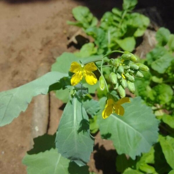 Brassica rapa पत्ता