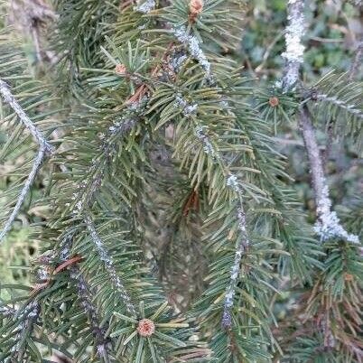 Picea abies Yaprak