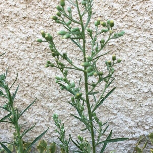 Conyza canadensis Blatt