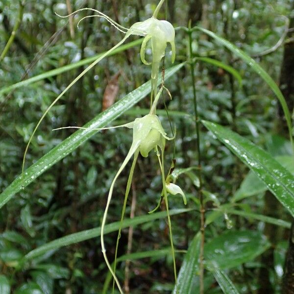 Aeranthes antennophora Flor