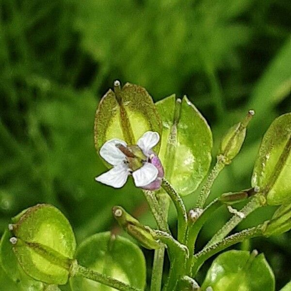 Iberis amara Flower