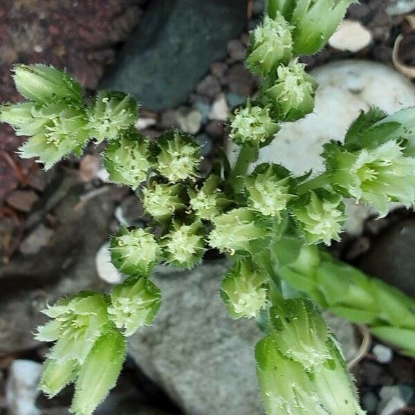 Sempervivum globiferum Flower