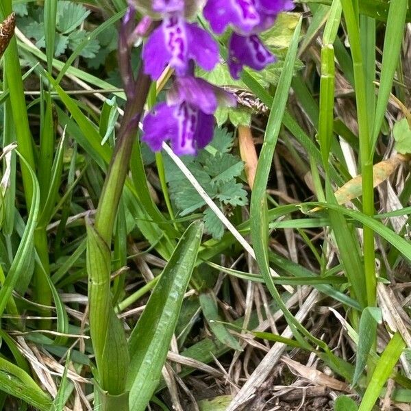 Anacamptis morio 整株植物