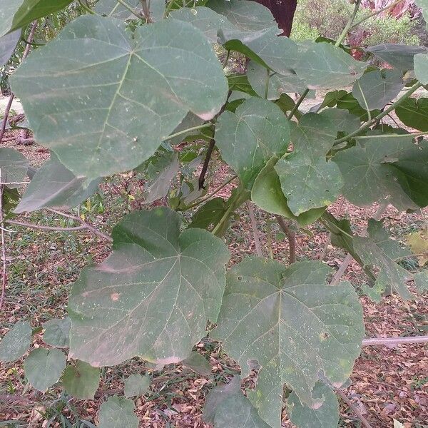 Abutilon longicuspe Leaf