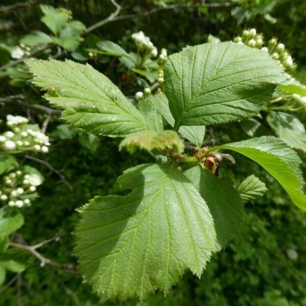 Crataegus douglasii برگ