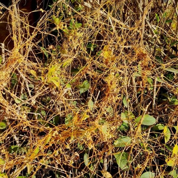 Cuscuta campestris Buveinė