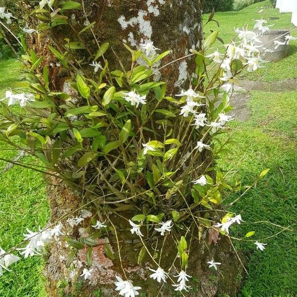 Dendrobium crumenatum Flower