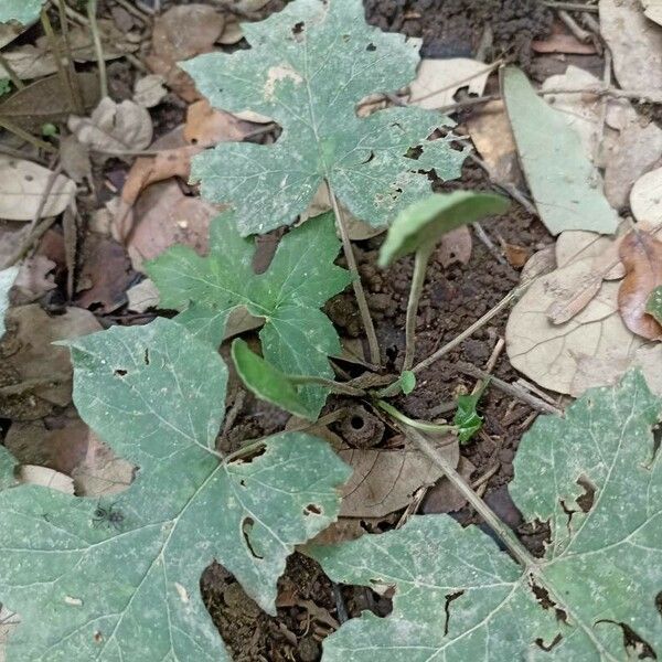 Dorstenia contrajerva Feuille