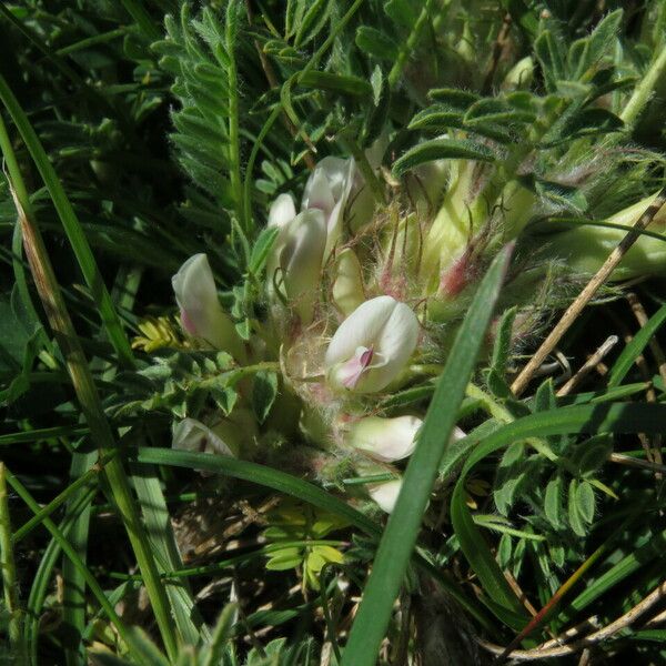 Astragalus sempervirens Floro