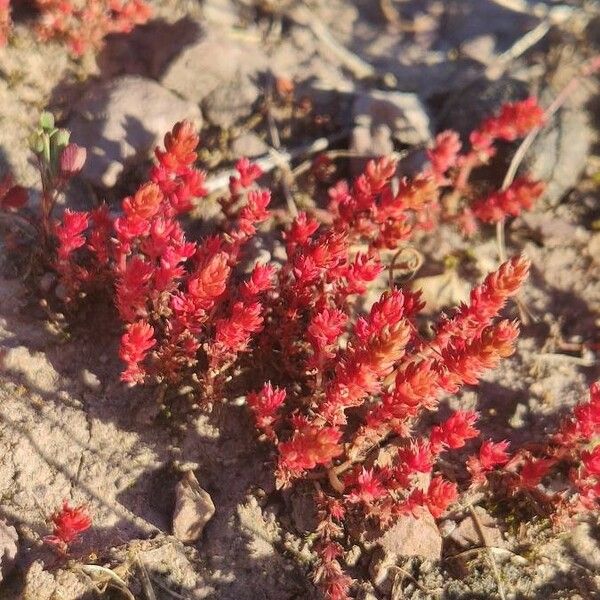 Crassula tillaea Flor