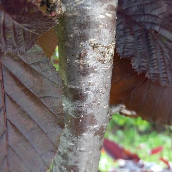 Corylus maxima Bark