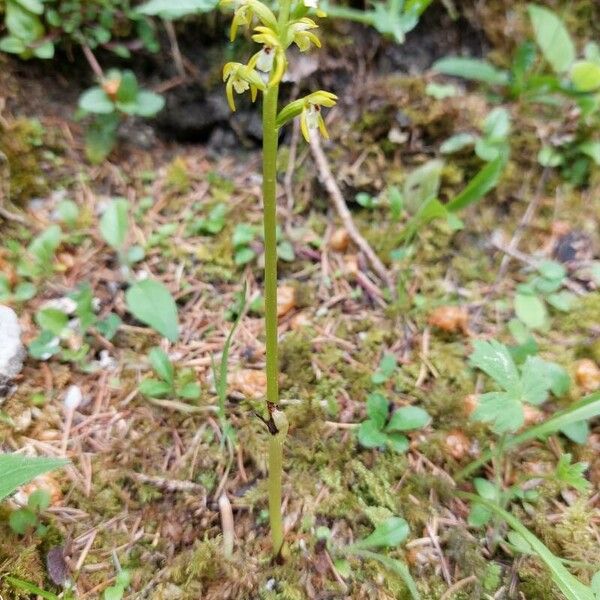 Corallorhiza trifida Habit