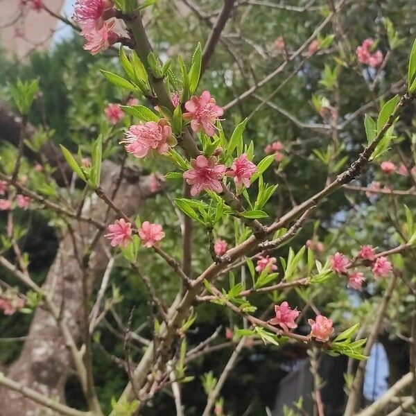 Prunus tenella Квітка