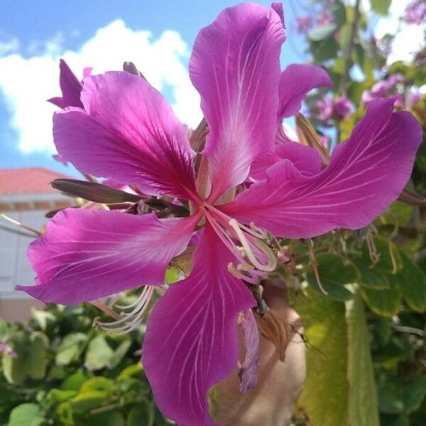 Bauhinia variegata Λουλούδι