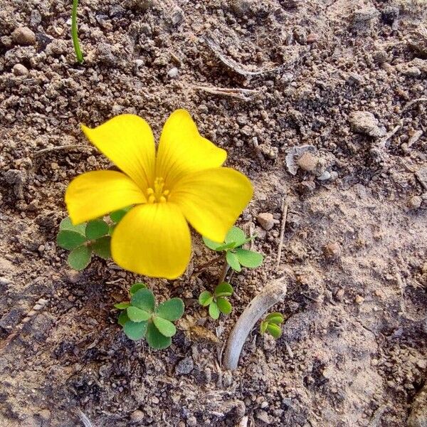 Oxalis eriocarpa