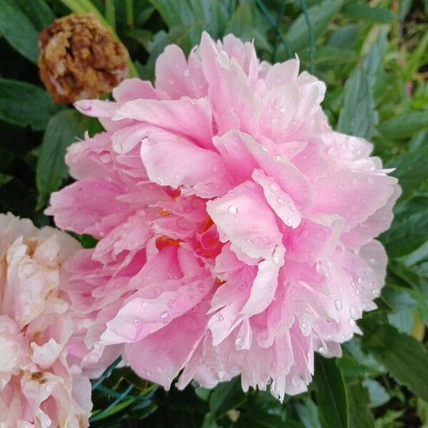 Paeonia lactiflora ফুল