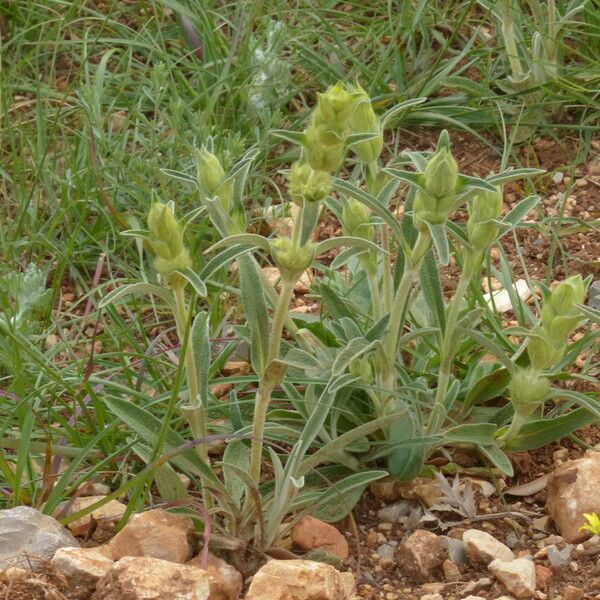 Phlomis lychnitis موطن