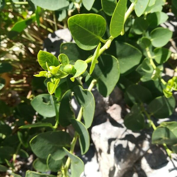 Capparis spinosa 葉