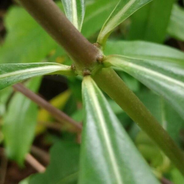 Allamanda cathartica Other