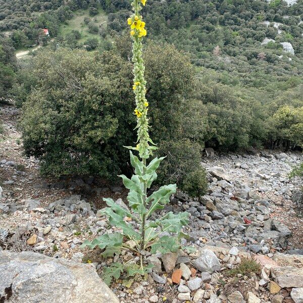 Verbascum boerhavii Vivejo